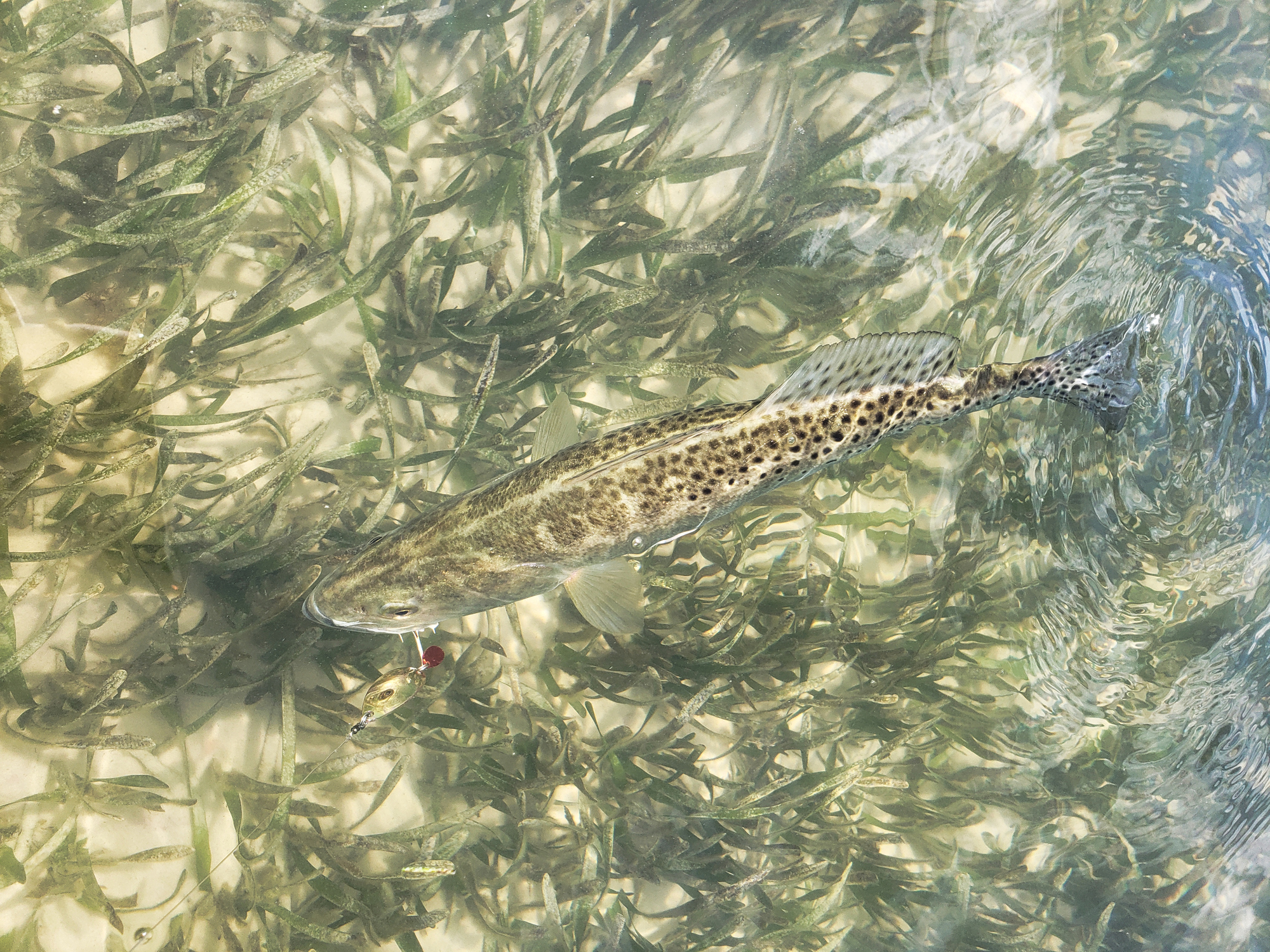 Where Is The Best Place To Catch Speckled Trout?