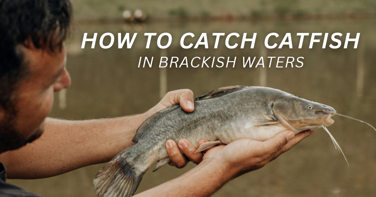 How to Catch Catfish in Brackish Waters