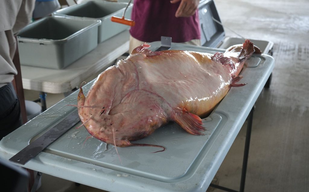A large catfish on top of a table where the length of the fish is being measured with a ruler. 
