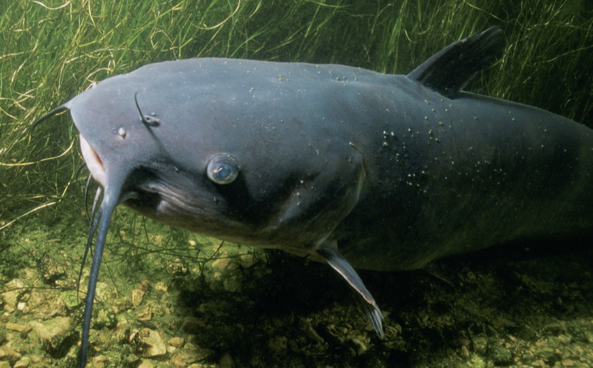 A catfish swimming along the bottom of a river with rocky sand and seagrass in the background.