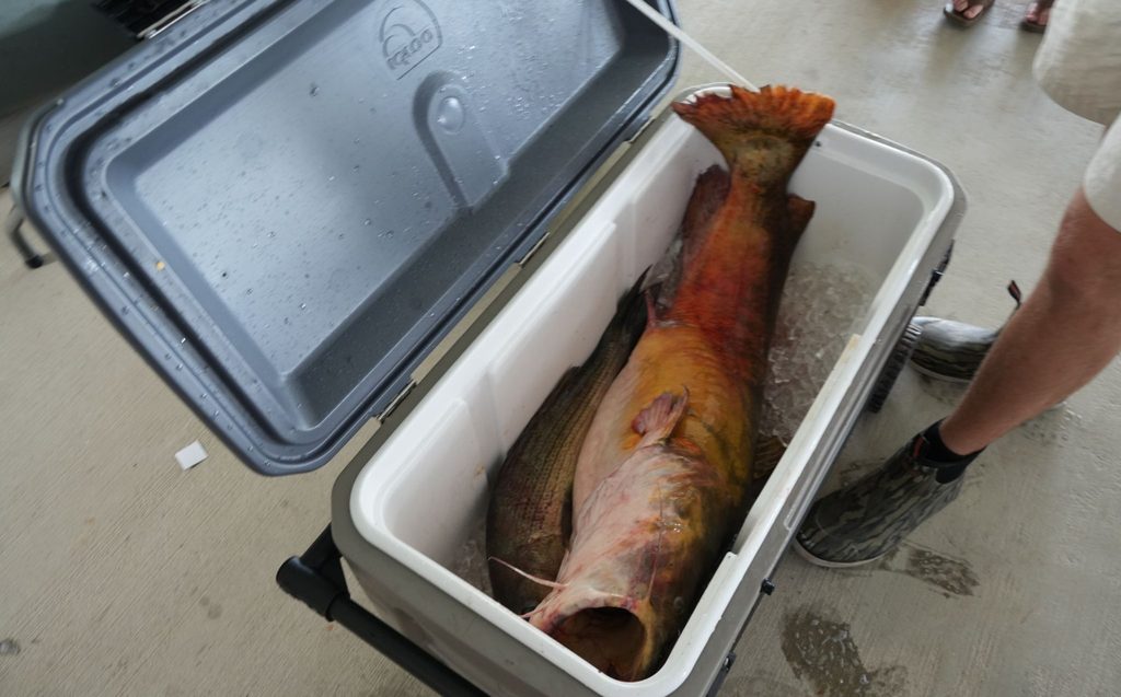 A large cooler halfway filled with ice. On top of the ice are two catfish, one of whom is longer than the cooler itself.